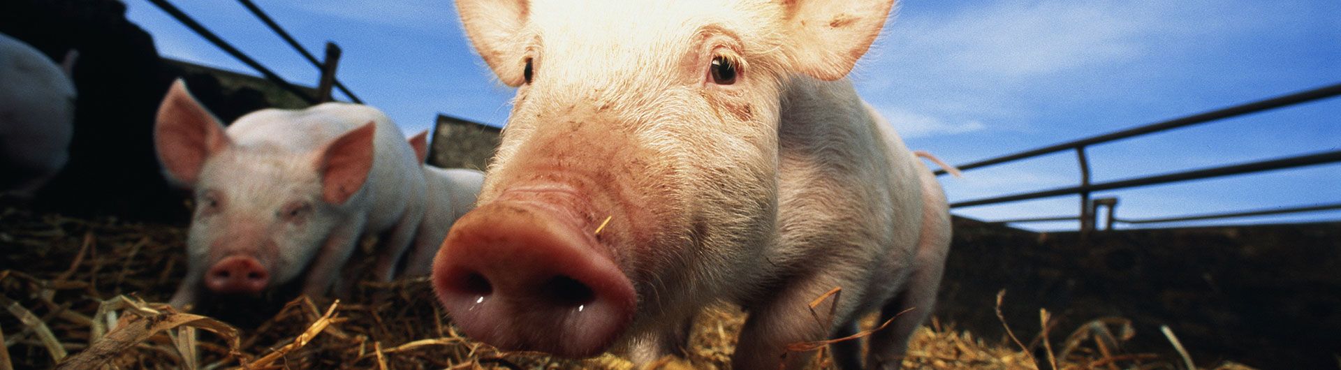 豬産(chan)業鏈 Pig 