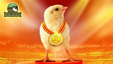 金牌5T雞苗成(cheng)功上市(shi)